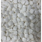 Gragea conchita de mar  x 3 kg