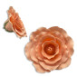 Rosa grande x  und 