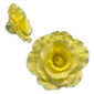 Rosa grande x  und 