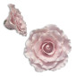 Rosa grande x  und 